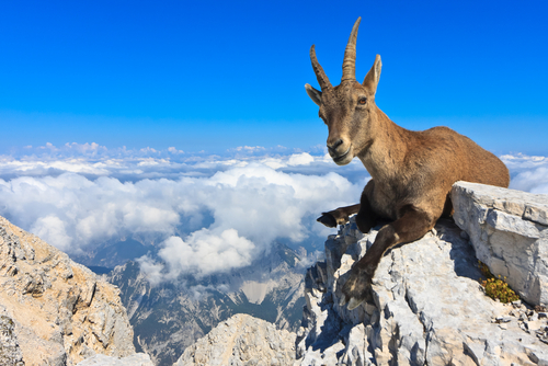 A passeggio con gli stambecchi del Gran Paradiso