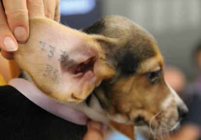 Nuova vita per una beagle: Libera, tra affetto e serenità