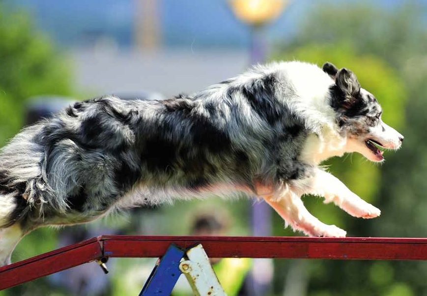 Sport per il cane: Fido va in palestra