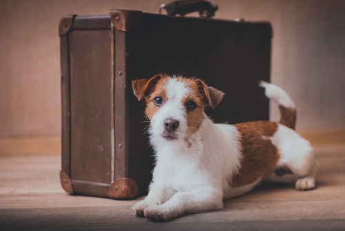 Spoleto: ideale per un viaggio con Fido