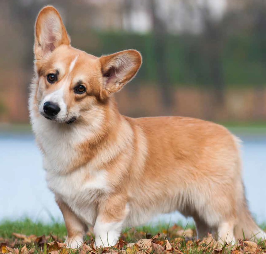 Welsh Corgi: il destriero delle fate