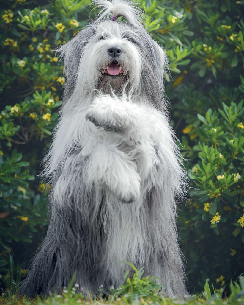 Bobtail (Old English Sheepdog)