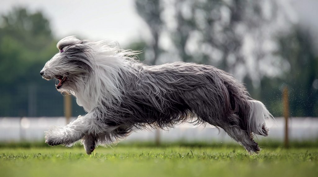 Bobtail (Old English Sheepdog)