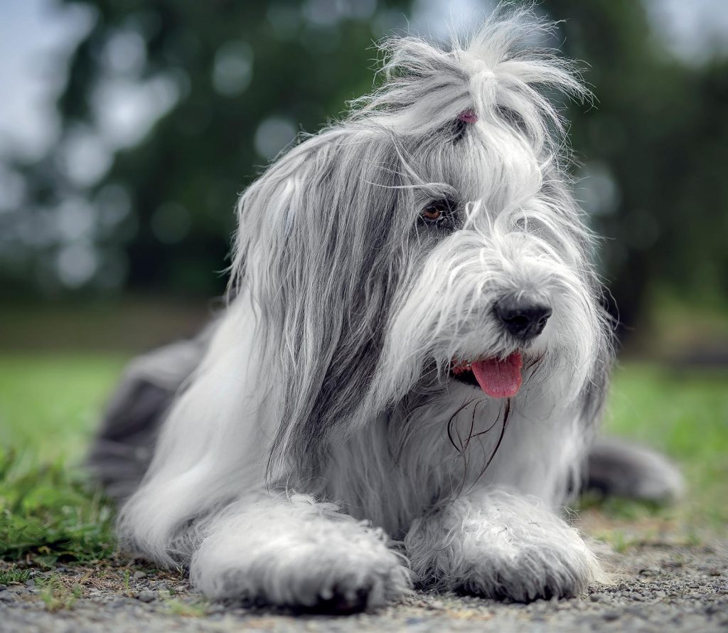 Bobtail, il gentile cane da pastore d’oltremanica