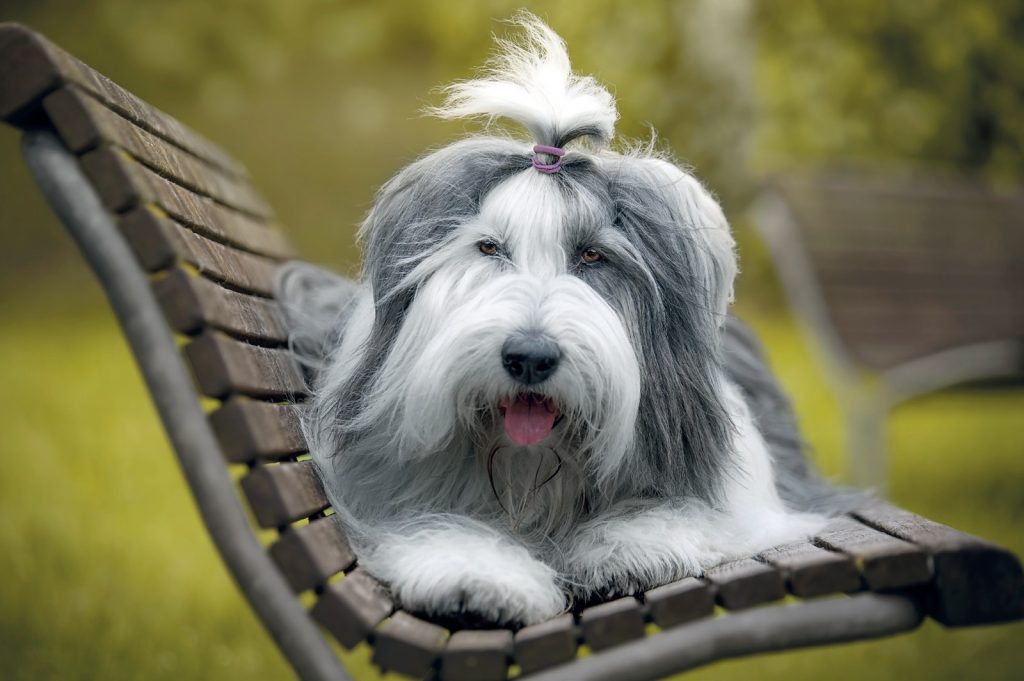 Bobtail (Old English Sheepdog)