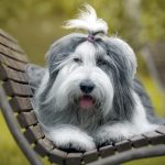 Bobtail (Old English Sheepdog)