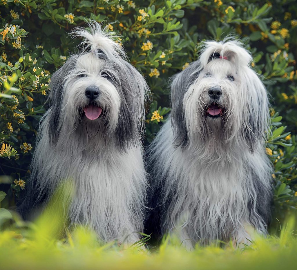 Bobtail, il gentile cane da pastore d’oltremanica