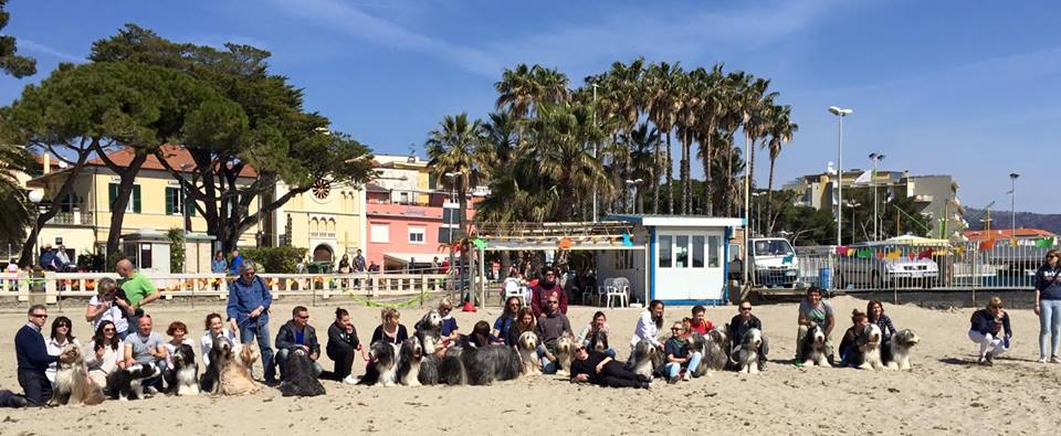 A ottobre i Bearded Collie festeggiano in spiaggia