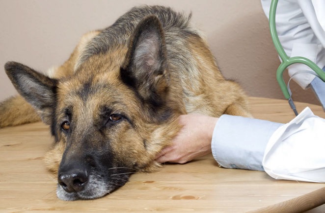 La paralisi laringea nel cane: come affrontarla