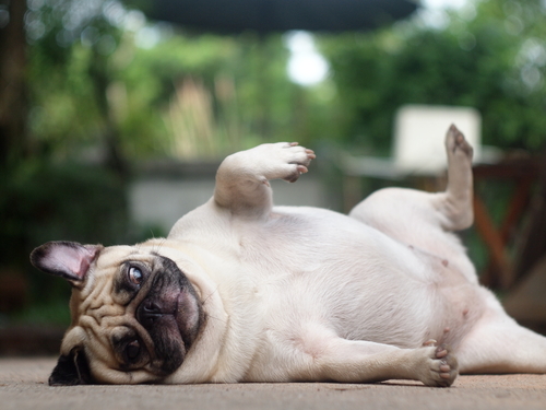 Il tuo cane è in sovrappeso? Attenzione...