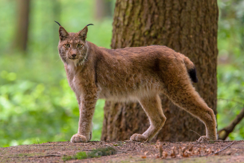 La passeggiata della lince