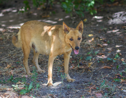 Salva la cagnolina incinta intrappolata sottoterra