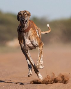 Un greyhound che corre