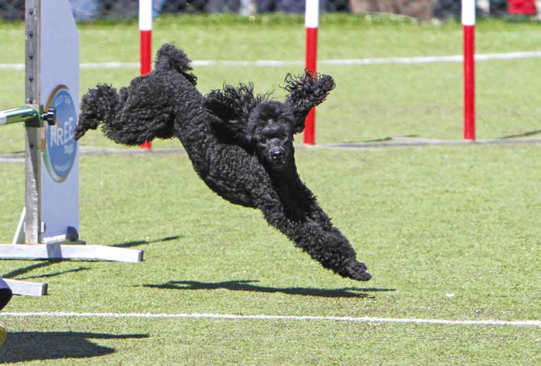 Agility “doc” con Ricciolina