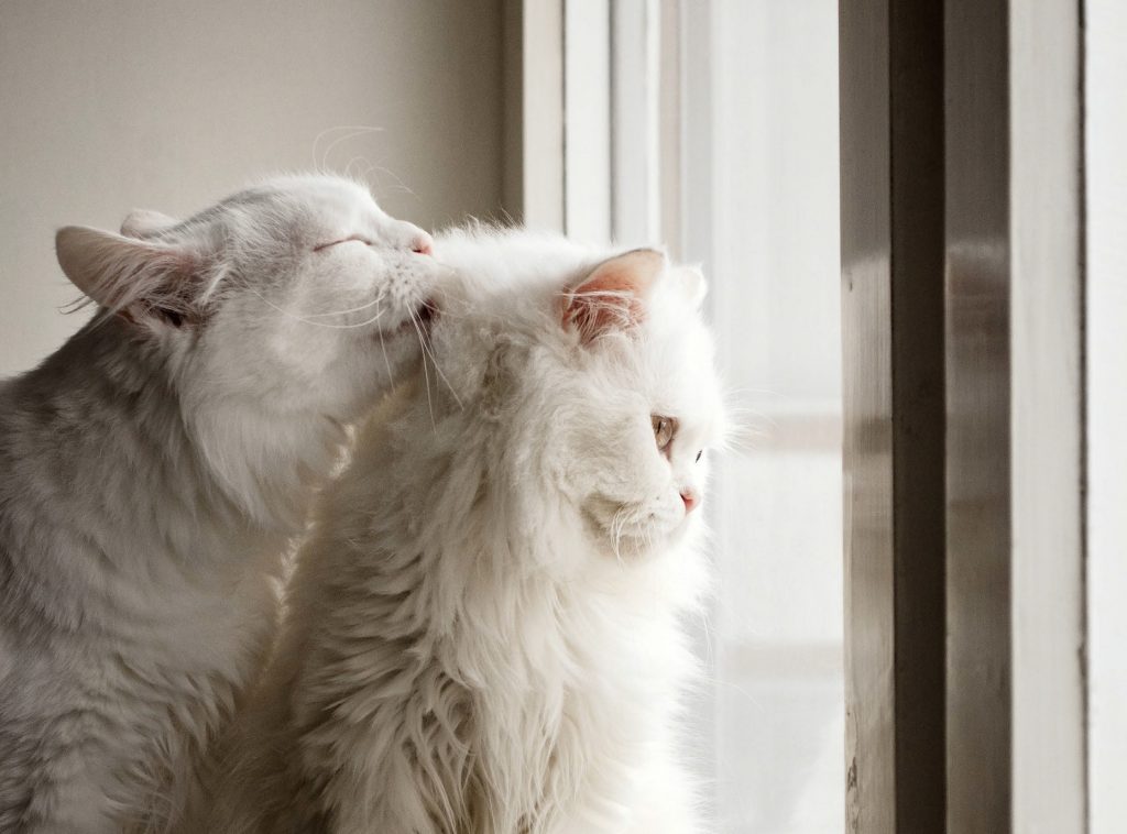 I boli di pelo del gatto conosciamoli