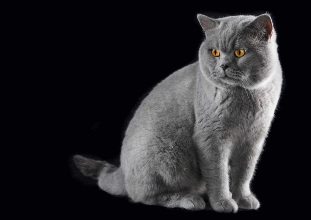 Un British Shorthair tira l'altro