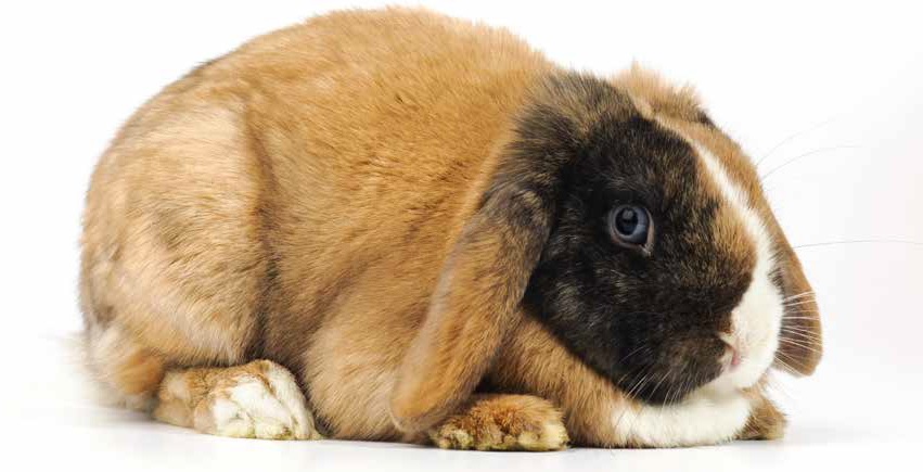 Coniglio: mangiar troppo gli fa male