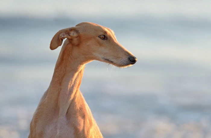 Greyhound: l’emblema della perfezione