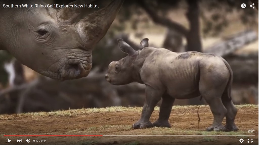 Primi passi per Kianga: cucciola di Rinoceronte Bianco