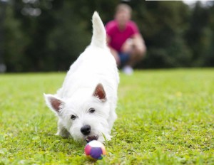 Giochi da fare con il cane: stare bene in due