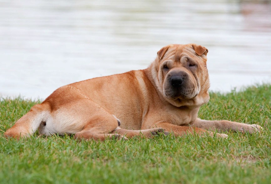 Identikit di un tenerone tutto rughe: Shar Pei