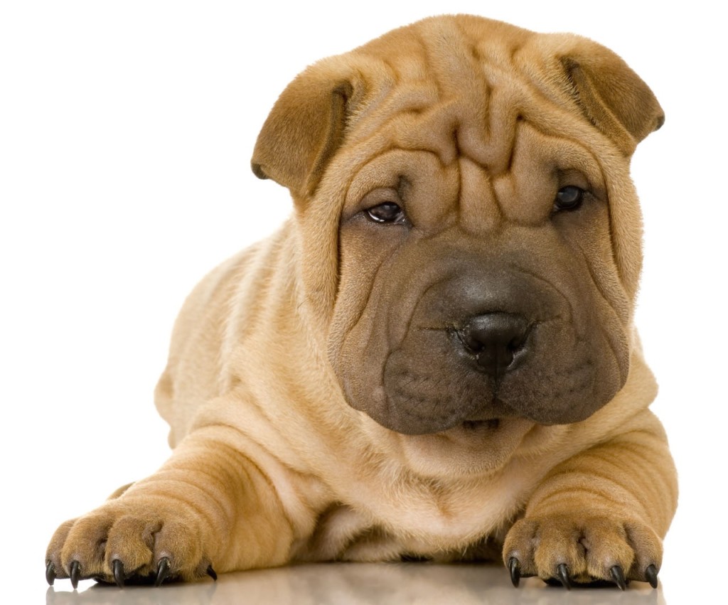 Shar Pei: il bello delle rughe