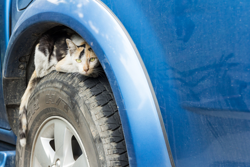 Se trovi un animale vagante, cosa fai?