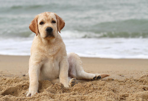 Salvo il cucciolo di Labrador caduto da un aliscafo