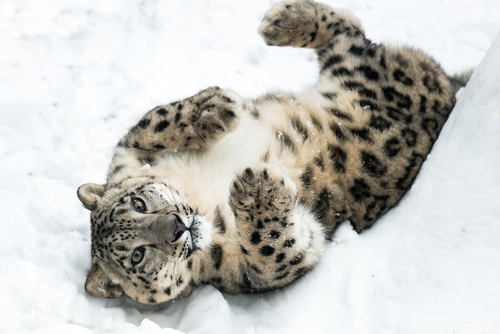 Il Leopardo delle Nevi minacciato dal clima