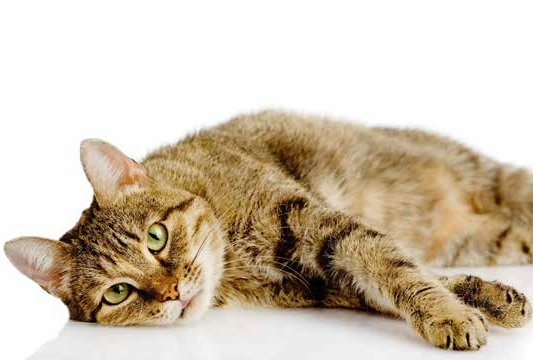 Zoppia e problemi articolari nel gatto