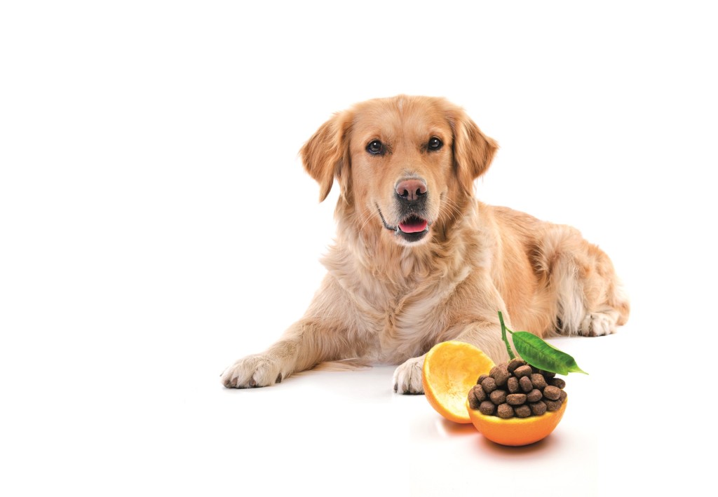 La dieta mediterranea? Fa bene anche a Fido e Micio!