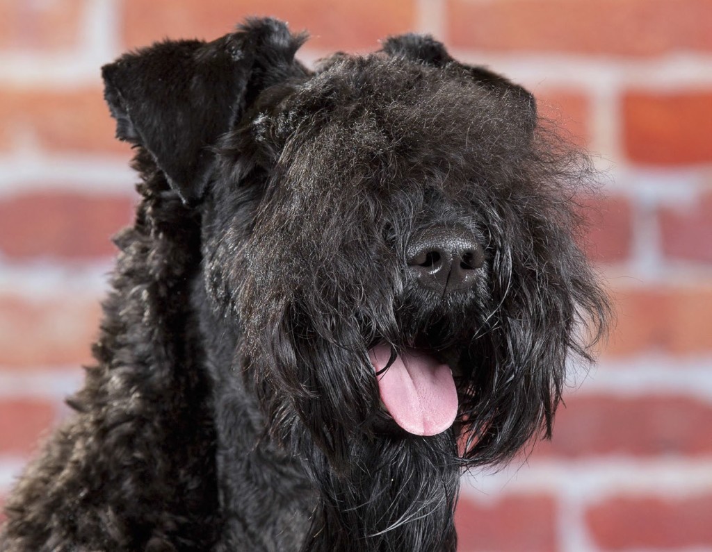 Kerry Blue, il terrier coraggioso e caparbio