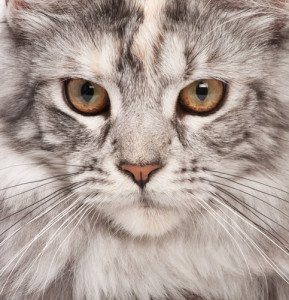 Maine-Coon (1)