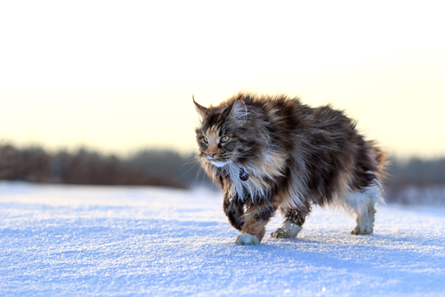 Maine Coon: vivere con il gigante selvaggio