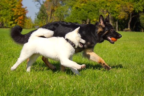 La socialità del cane