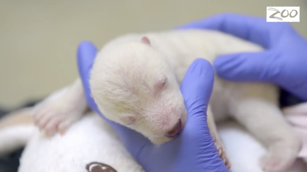 Se la mamma non allatta la cucciola... il video