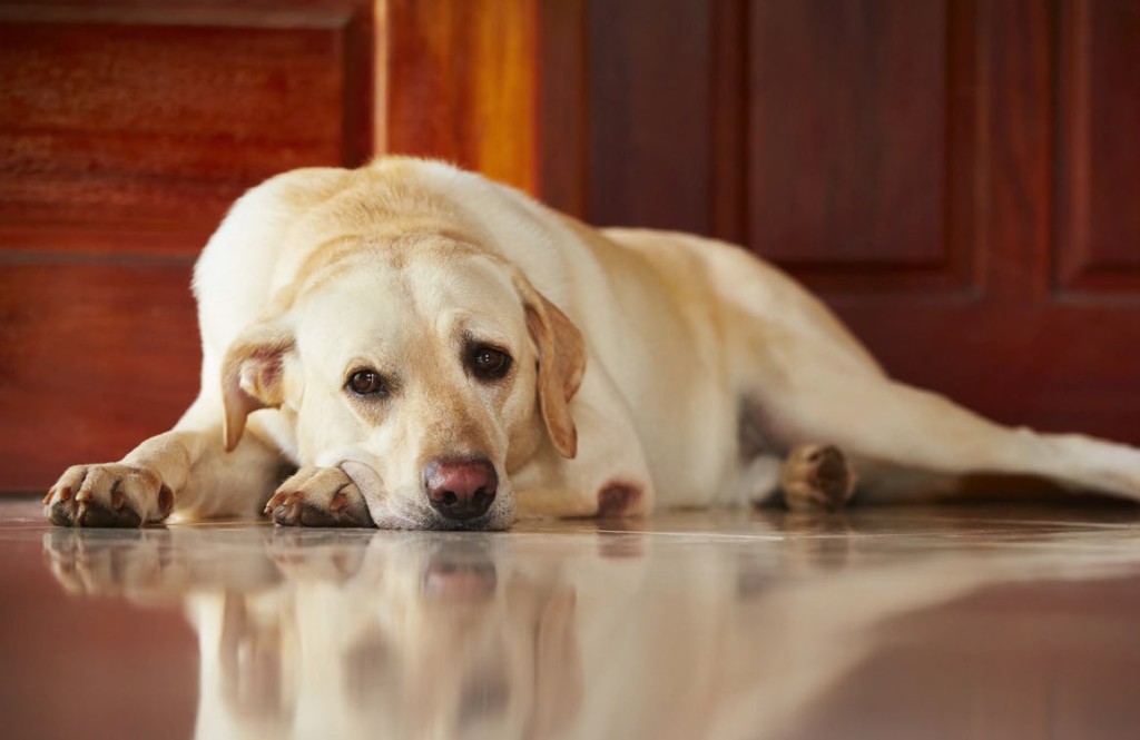 Anche Fido soffre di depressione