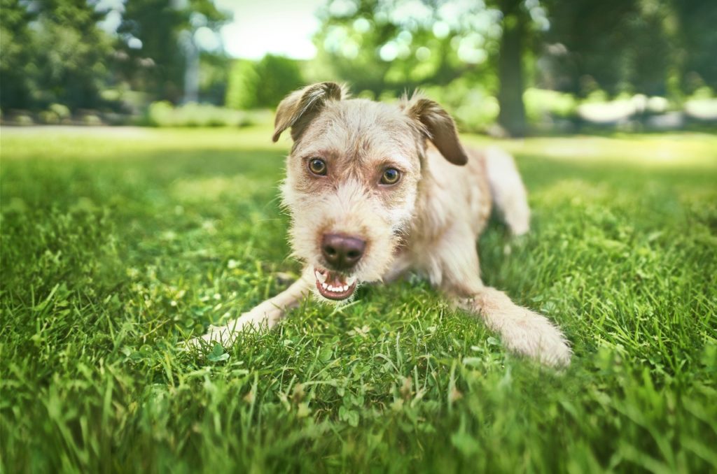 Cane, il benessere parte dall’alimentazione