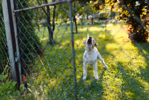 I cani non si spostano. Di sicuro non con “urgenza”.