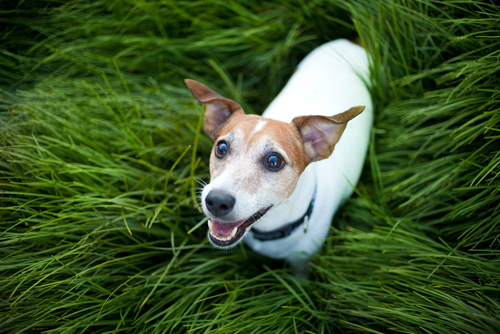 Combattere la depressione di Fido