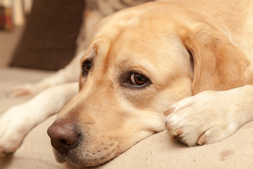 Dolori articolari per Fido? Arriva la soluzione Royal Canin