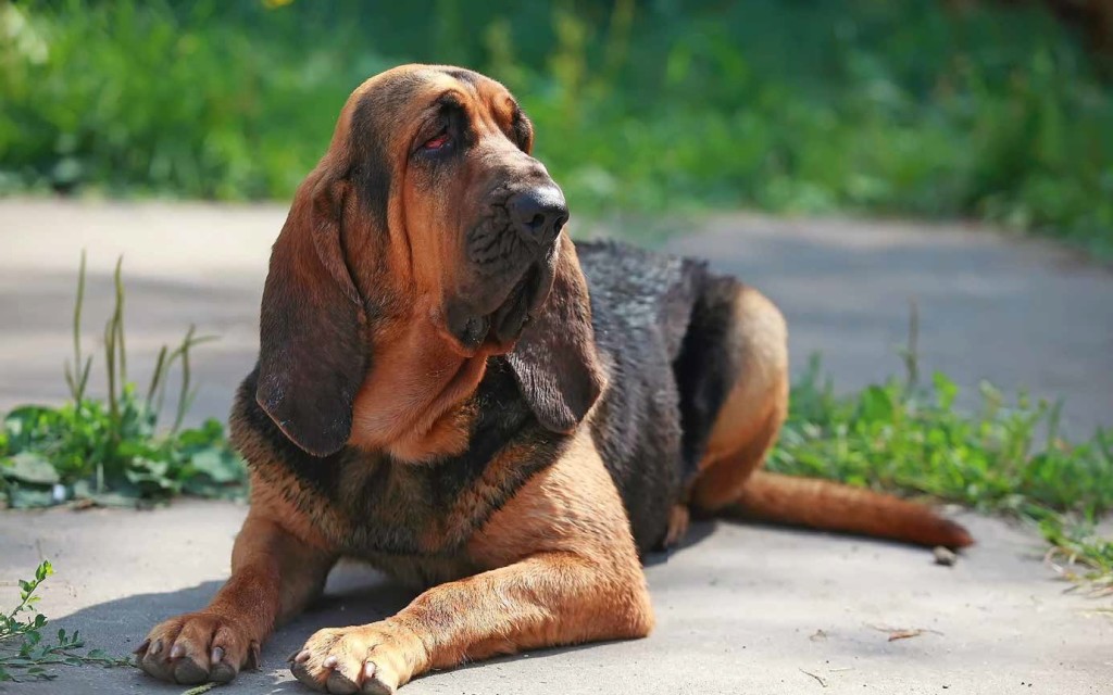 Bloodhound, la storia del re dei segugi