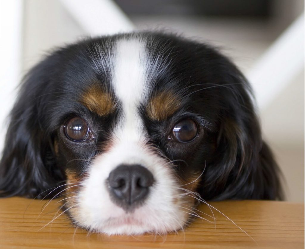 Fido fa il mendicante