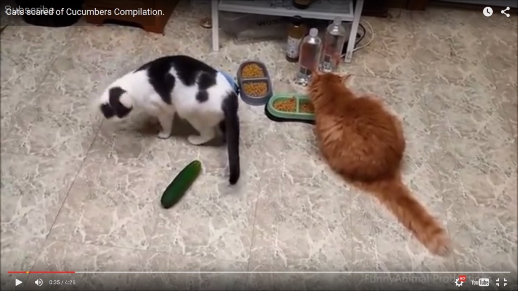 Gatti e cetrioli: c'è poco da ridere