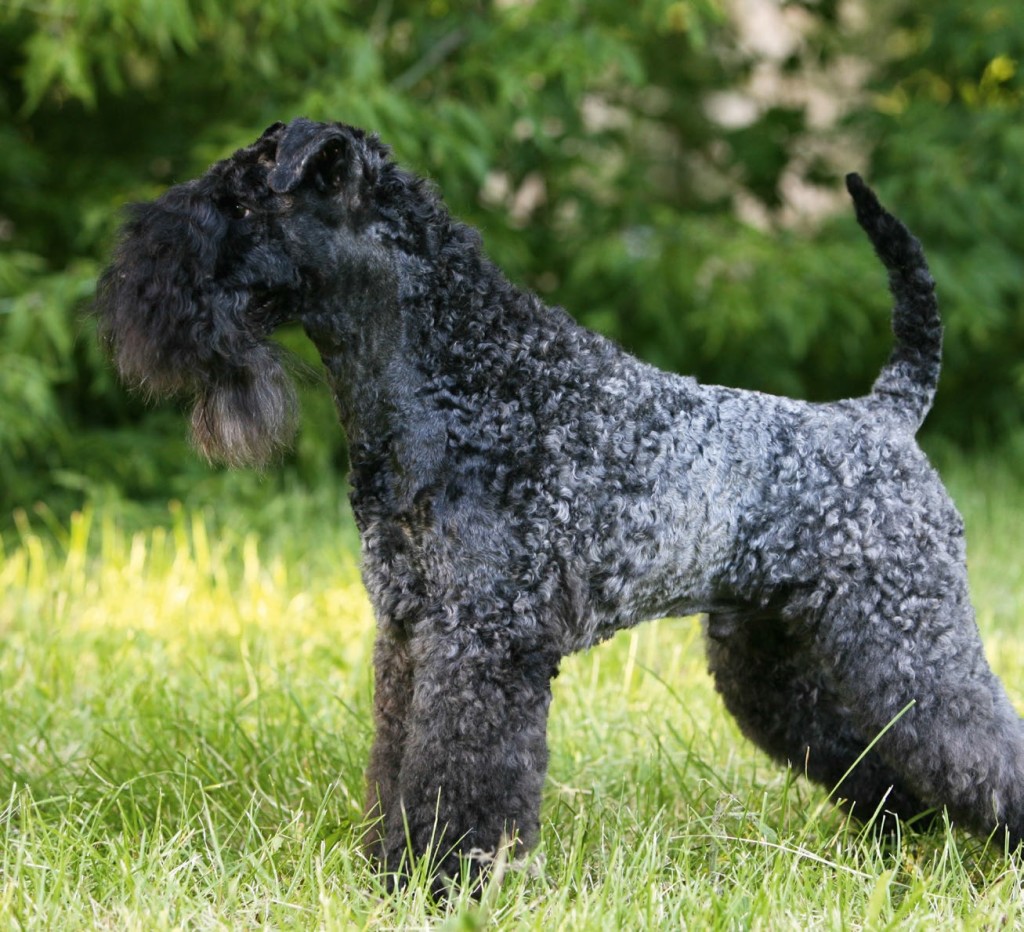 Kerry Blue Terrier: l'orgoglio d'Irlanda