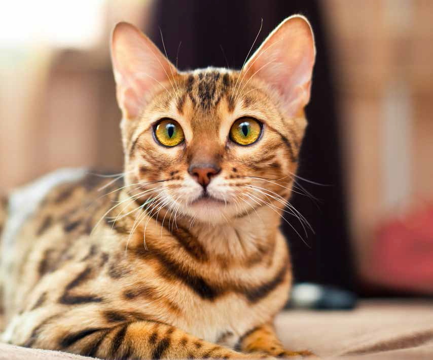 Vivere con la bellezza: a contatto con il Bengal