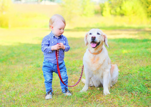 Una passeggiata con Fido? Si fa così