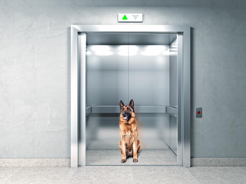 Il cane in ascensore? Il condominio decide