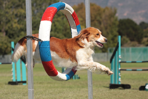 Agility a inizio anno