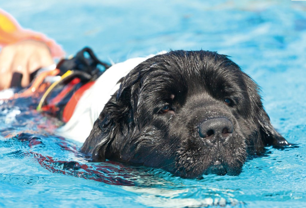 altruismo nel cane